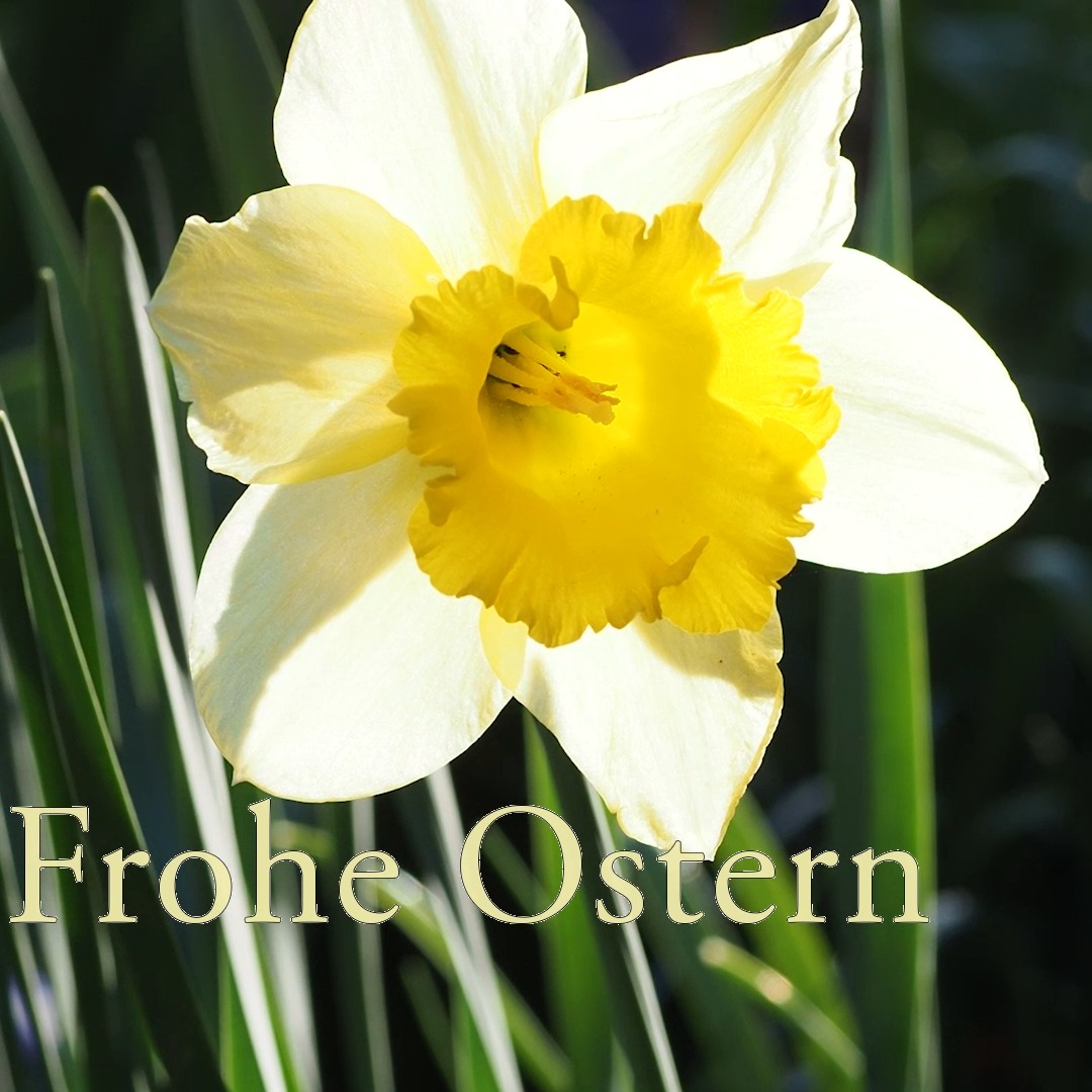 Ich wünsche allen Garten- und Blumenfreunden viel Freude beim schönsten Fest des Jahres. Genießt jede Blüte, Farbenpracht und Sonnenschein. Gutes Essen, Ruhe und alles was schön und wichtig ist - an Ostern und allen anderen Tagen.

In diesem Sinn: Frohe Ostern allerseits