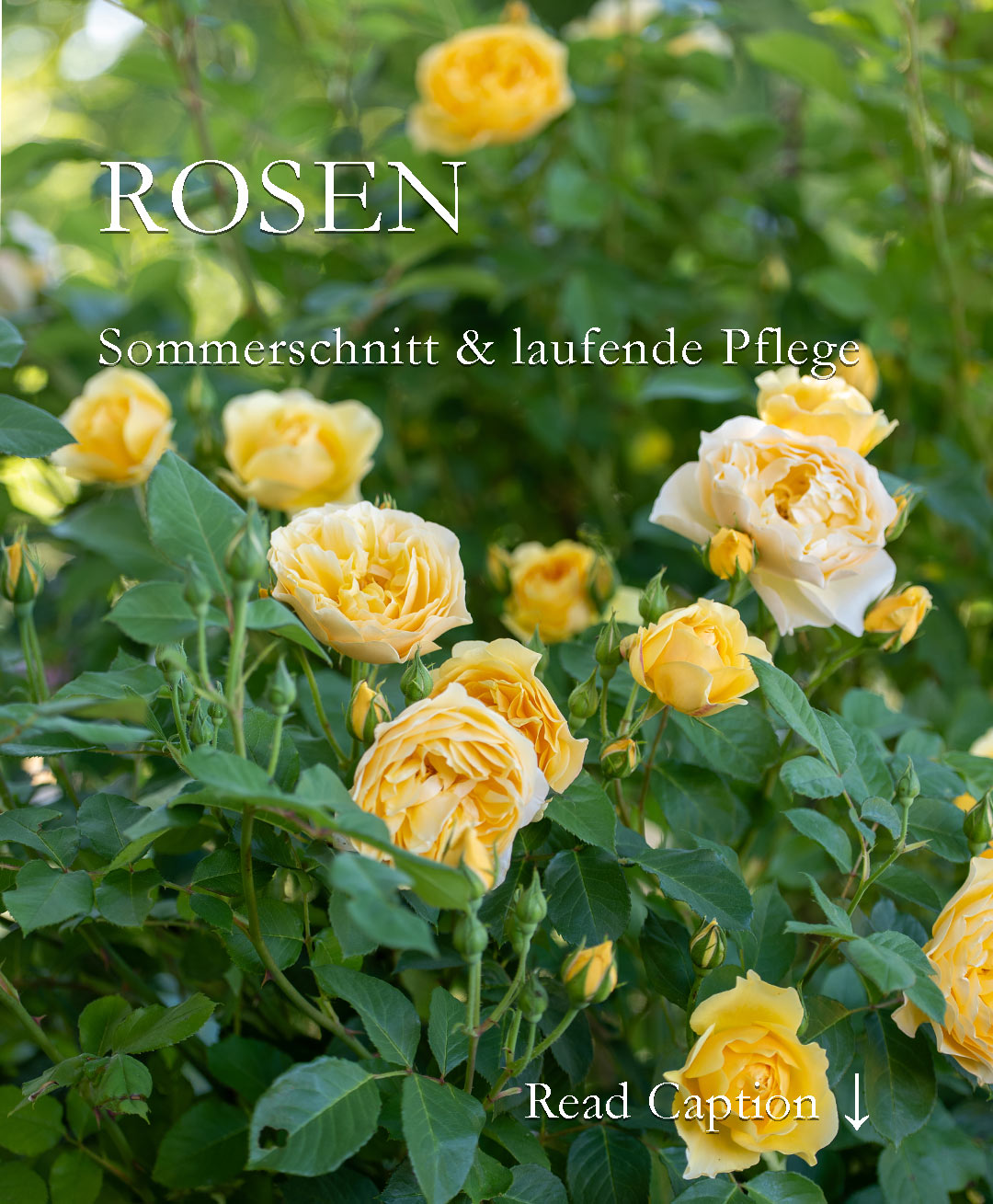 Sommerschnitt der Rosen

Herrlich, die Rosen blühen jetzt überreich. Das ruft die Rosenschere auf den Plan. Warum das? Weil nur gepflegte Rosen hübsch sind und es auch bleiben. Mehr noch: Wer meint, mit der Blüte sei es für dieses Jahr vorbei mit der Blütenpracht, irrt. Öfterblühende Rosen blühen mindestens zweimal im Jahr. Oft auch noch bis zum Frost. Damit das auch klappt, brauchen diese Rosen jetzt einen Sommerschnitt. Und alle Rosen darüber hinaus eine zweite Düngergabe.

+ Darum Rosen im Sommer schneiden
+ Welche Rosen brauchen einen Sommerschnitt und warum?
+ Wie und wo genau Rosen schneiden / ausputzen
+ Welchen Vorteil hat der radikale Rosenschnitt
+ Warum ist Hygiene beim Sommerschnitt wichtig
+ Kranke Rosen schneiden: wie und warum
+ Rosen düngen
+ Rosenkrankheiten vorbeugen und behandeln

Regelmäßiges Ausputzen, düngen und rechtzeitiges Handeln bei Pilzerkrankungen ist wichtig. Worauf Sie achten sollten und warum Hausmittel alleine nicht gegen Rosenpilze helfen.

Im Blog: Rosen düngen, schützen & putzen. So bleiben Rosen gesund
https://www.wo-blumenbilder-wachsen.de/rosen-duengen-schuetzen-putzen/

Kurz: https://www.insbeet.de/gesunde_rosen
Rosenbilder: http://www.insbeet.de/Rosenbilder_zum_Verlieben

Weitere Gartentipps: Bitte folgen Sie naturetoprint und/oder speichern Sie diesen Post. Danke.

#rosen #rosenliebe #rosengarten #düngen #dünger #meingarten #gärtnern #gartentipp #gartenwissen #pflanzenliebe #gartentipps #blumengarten #nachhaltiggärtnern #schönergarten #pflanzenwissen #lebenmitblumen #gartenpflanzen #ziergarten #pflanzen #gartenzeit #gartenblogger #gartenfragen #wirliebenpflanzen #pflanzenpflege