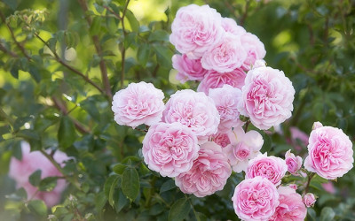 Rosen versetzen. 10 bewährte Tipps für Rosenfreunde.