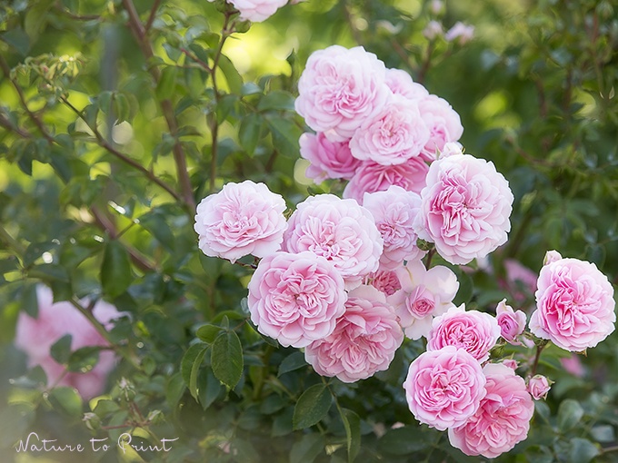 Rosen versetzen. 10 bewährte Tipps für Rosenfreunde.