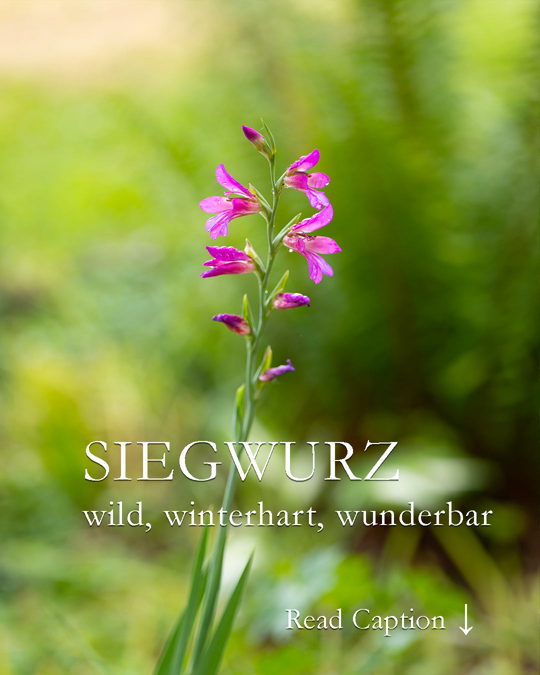 Siegwurz, wilde Schönheit für den Naturgarten

Siegwurz, aka Byzantinische Wildgladiole ist eine hübsche Ährenblume mit pinken Blüten. Im Gegensatz zu prunkvollen Schmetterlings-Gladiolen wird Siegwurz nur etwa 70 cm hoch. Sie ist in Europa heimisch und hierzulande winterfest, bleibt also im Winter im Beet.

+ Standort: sonnig bis leicht halbschattig
+ Boden: normaler Gartenboden
+ Pflege: setzen, wachsen & blühen lassen.
+ Nach der Blüte Stiele abschneiden, die Blätter jedoch stehen lassen bis sie von alleine welken.
+ Blütezeit: Ende Mai / Juni
+ Vermehrung über Tochterzwiebeln oder Selbstaussaat
+ Pflanzzeit: September bis Dezember!

Im Blog: Siegwurz, wild, winterhart, heimisch & ungebunden

https://www.wo-blumenbilder-wachsen.de/siegwurz/

Kurz: https://www.insbeet.de/Siegwurz

#gladiolen #blumengarten #blumenliebe #blumenmachenglücklich #zwiebelblumen #pflanzenliebe #garten #pflanzen #gartenliebe #gartentipps #lebenmitblumen #gartenblog #blumen #gartenwissen #landhausgarten #naturliebe #lebenmitblumen #heimisch #lumixphotography
