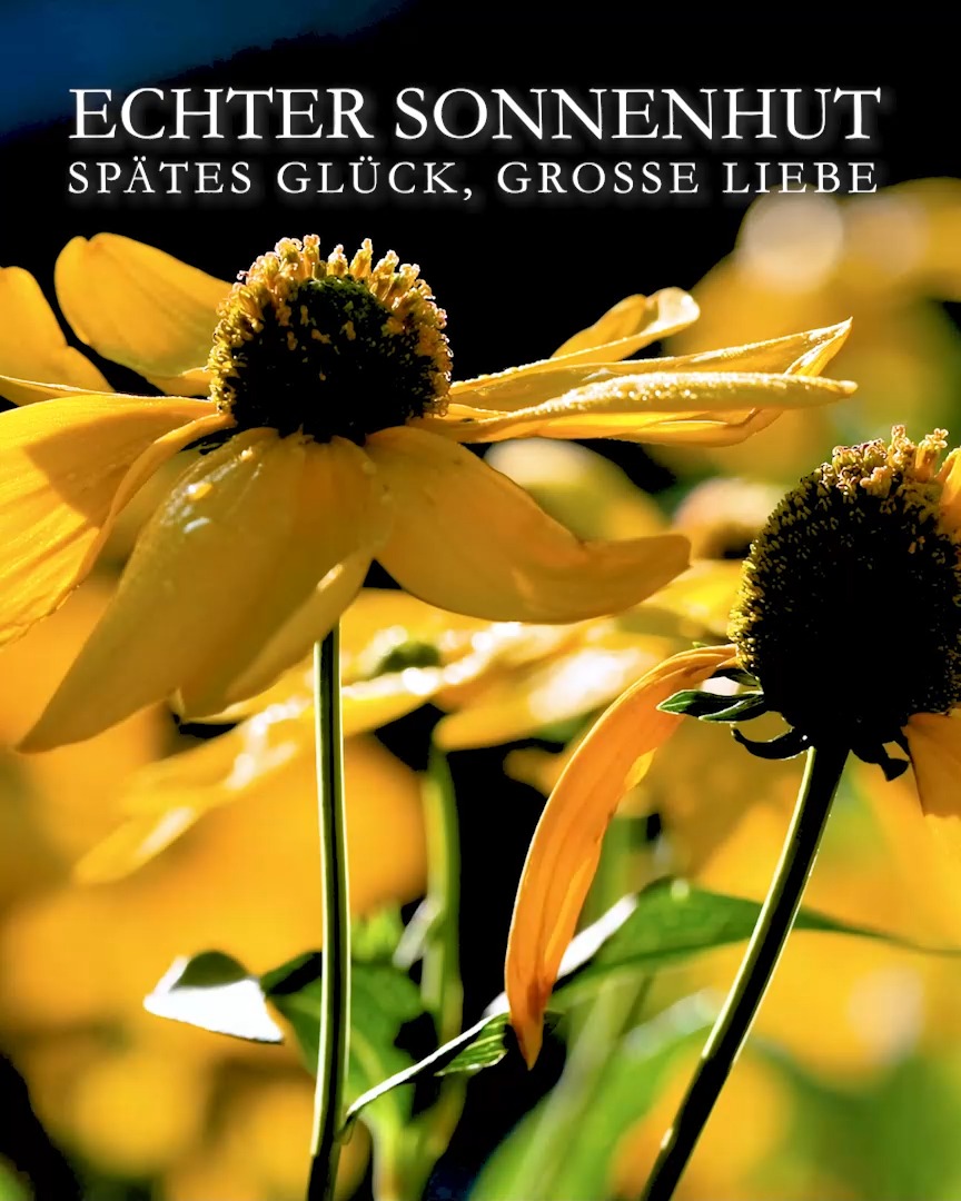 Echter Sonnenhut
Spätes Glück, große Liebe

Echter Sonnenhut, botanisch Rudbeckia, ist eine Staude. Der mehrjährige Spätsommer- und Herbstblüher zieht Bienen und Schmetterlinge an und bringt Licht in jeden Winkel des Gartens.
+ Standort: Sonne bis Halbschatten. Ohne pralle Mittagssonne gedeiht Sonnenhut wesentlich besser.
+ Boden: Normaler Gartenboden, gerne lehmig und nährstoffreich. Er sollte auch im Sommer nicht völlig austrocken.
+ Wuchs und Größe. Riesen-Rudbeckia und gefüllter Sonnenhut Goldball werden in guten Jahren mannshoch, Rudbeckia fulgida und Oktober-Sonnenhut etwa 60-80 cm. Nur 40-50 cm wird dagegen Little Goldstar.
+ Blütezeit: je nach Sorte ab Juli bis zum Frost.
+ Pflege: Rudbeckia ist völlig unkompliziert und eine damit ideal für Anfänger. Durst zeigt die Staude sehr deutlich durch hängende Blätter an. Große Hitze und Trockenheit ist ihre Sache nicht, aber mit viel Wasser übersteht Rudbeckia auch extreme Hitzewellen wie dieses Jahr.
+ Ausputzen ist sehr wichtig! Sobald die Pflanzen Samen ansetzen, hören sie zu blühen auf.
+ Vermehrung: Echter Sonnenhut vermehrt sich gerne selbst. Man findet die markanten breiten Blätter im Frühling überall. Wo ein Sämling auftaucht, sollte man ihn möglichst auch lassen, weil er dort am besten wächst. Störende Sämlinge einfach woanders hinsetzen.
Teilen Sie die Staude alle vier bis fünf Jahre damit sie vital und blühfreudig bleibt.
 + Rudbeckien sind gute Schnittblumen.
+ Herkunft: Gelber Sonnenhut Rudbeckia stammt aus Nordamerika. 16 Arten der Gattung Sonnenhut gehören zur Familie der Korbblütler.
Im Blog: Rudbeckia-Sorten und ihre Besonderheiten sowie Pflanzpartner
https://www.wo-blumenbilder-wachsen.de/gelber-sonnenhut-rudbeckia/
Kurzlink: http://www.insbeet.de/GelberSonnenhut

#sonnenhut #rudbeckia #blumengarten #staudengarten #bienenliebe #gartentipps #gartenblog #1000gutegruende #naturfotografie #pflanzenwissen #gelb #lumixphotography #gartenpflanzen #gartenwissen