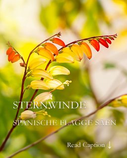 Jetzt säen: Sternwinde, Spanische Flagge

Die Sternwinde, botanisch Ipomoea lobata, auch Spanische Flagge, ist eine auffallend schöne Kletterpflanze. Sie begrünt mit 3-5 m langen, links windenden Ranken senkrechte Stäbe & Schnüre, Obelisken und andere Rankhilfen. Ihren Namen verdankt sie den „spanischen“ Farben ihrer Knospen und Blüten: Rot, Gelb und Weiß.
Sternwinden kommen ursprünglich aus Mexiko und brauchen einen warmen, geschützten, sonnigen Standort. Nasskaltes Wetter quittieren sie mit fehlenden Blüten. In warmen Sommern und in einem sonnigen Herbst wächst und blüht die Kletterpflanze dagegen überreich bis zum ersten Frost.

Tipps zur Aussaat, Pflege, Standort und warum der richtige Dünger für Sternwinden so wichtig ist, im Blog:
https://www.wo-blumenbilder-wachsen.de/sternwinde-spanische-flagge/

Kurzlink https://www.insbeet.de/Sternwinde

Weitere Pflanzenlieblinge entdecken: @MyNatureToPrint folgen und diesen Post speichern. Danke für Ihr Herz.

#kletterpflanze #garten #sichtschutz #spanisch #gartengestaltung #gartenzaun #gartenliebe #gartenideen #terrasse #zaunbau #sonne #balkon #aussenanlage #pflanzen #aussaat #lebenmitblumen #gartentipps #gartenwissen #anzucht #gärtnern #gartensaison #grünerdaumen #insektenfreundlich #gartenblogger #imgarten #saatgut #gartenblog #bienenweide #fassade #blumen