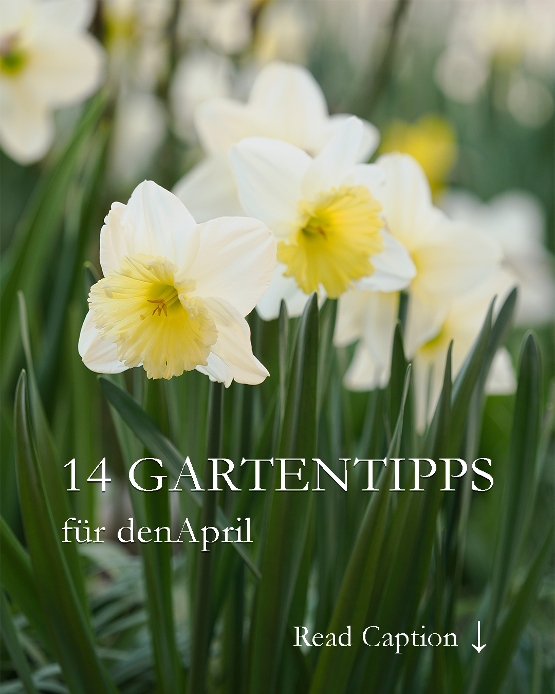 14 Gartentipps für April

Egal wie launisch der April wird: Gärtnern auf der Fensterbank gelingt jetzt auf jeden Fall:

+ Ziehen Sie Gurken, Melonen, Tomaten und Zucchini im Haus vor. Nach den Eisheiligen kommen sie ins Beet oder in den Pflanzkübel.

+ Säen Sie jetzt Kapuzinerkresse, besondere Kosmea-Sorten, Dahlien, Echinacea, Sonnenhut, Bechermalven, Zinnien, Strauch-Basilikum in Saatschalen mit Aussaaterde.

+ Pikieren Sie Jungpflanzen, topfen Sie bei Bedarf um und düngen Sie vorsichtig

+ Härten Sie Jungpflanzen rechtzeitig ab

Im Garten draußen stehen diese Arbeiten an:

+ Schneiden Sie die Samenstände verblühter Frühblüher ab damit sie keine Samen bilden, was Mutterzwiebeln Kraft kostet.

+ Lassen Sie Zwiebelblüher zum Verwildern einfach selber machen: Winterlinge, Schneeglöckchen, Krokusse, Sternhyazinthen, Waldhyazinthen, Scilla, Wildtulpen und Lerchensporn.

+ Teilen Sie zu groß gewordene Stauden damit sie vital und blühwillig bleiben

+ Trennen Sie die Zwiebeln blühfauler Narzissen und pflanzen Sie sie in frische Erde.

+ Schneiden Sie Rosen

+ Düngen Sie alles einmal durch: Stauden, Büsche, Bäume & Hecken, Rasen, Rosen & Beete. Verzichten Sie dabei auf Blaukorn, sondern bevorzugen Sie Kompost, organisch mineralischen Bio-Volldünger, Hornspäne oder ähnliches.

Im Blog: 14 Gartentipps für April
https://www.wo-blumenbilder-wachsen.de/gaertnern-im-april-13-gartentipps/

Kurz: https://www.insbeet.de/Gartentipps_April

Frühlingsbilder ohne Schneegestöber und kalte Finger:
https://www.insbeet.de/Fruehlingsbilder

#frühlingsgarten #garten #gartentipps #gartenwissen #düngen #Gartenarbeit #anzucht #blumengarten