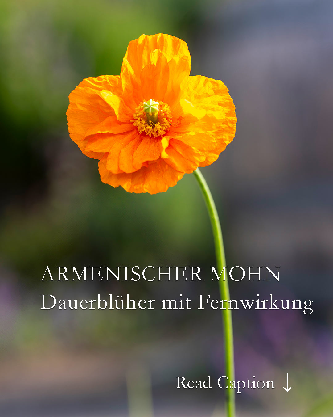 Armenischer Mohn, Rarität mit Signalwirkung

Armenischer Mohn blüht von April bis zum Frost, verträgt Sonne, Hitze & langanhaltende Trockenheit und ist im Beet kaum zu übersehen - obwohl er eher klein und zierlich ist.

Doch was diesem Mohn vielleicht an Größe fehlt, macht sein feuriges Orange wieder wett. Die Blüten tanzen beim leisesten Wind und bringen so Leben ins Blumenbeet. Bienen lieben Armenischen Mohn!

Die kurzlebige Staude wird meist zweijährig kultiviert. Wobei Armenischer Mohn, bot. Papaver lateritium im Handel leider kaum zu finden ist. Auch das Saatgut ist rar gesät. Falls sie ihn jedoch finden, greifen Sie unbedingt zu und setzen Sie die Jungpflanzen später in Dreiergruppen (oder mehr) in den Vordergrund. Viel Spaß mit Armenischen Mohn.

Im Blog: Armenischer Mohn. Aussaat, Video, Pflegetipps & Besonderheiten
https://www.wo-blumenbilder-wachsen.de/armenischer-mohn-dauerblueher/

Kurz: https://www.insbeet.de/ArmenischerMohn

#Mohn #Poppy #Blumengarten #Blumenbeet #Mohnblumen #feurig #Orange #Blumen #Sommerblumen #pflanzenwissen #naturgarten #omsystemde #pflanzentipps #gartenwissen #gartentipps