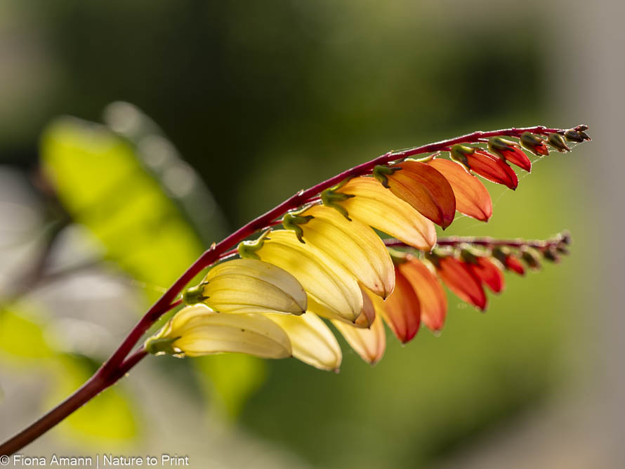 Die Sternwinde, faszinierende Kletterpflanze für warme Sonnenplätze