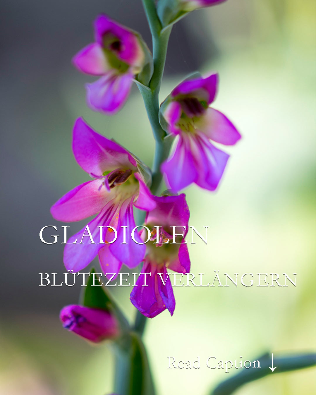 Blütezeit der Gladiolen verlängern
Wer Gladiolen liebt, möchte am liebsten länger was von ihnen haben, um laufend eine oder zwei der imposanten Ährenblumen in eine schlanke Vase zu stellen. Das geht und dazu muss man noch nicht einmal alle paar Tage an einem Gladiolenfeld halten. Mit geschickter Planung gelingt das zeitversetzte Aufblühen auch im Garten. Wie?
Im Blog: Die Blütezeit der Gladiolen einfach verlängern. Diese 2 Methoden führen ans Ziel.
https://www.wo-blumenbilder-wachsen.de/gladiolen-bluetezeit-verlaengern/
Kurz: https://www.insbeet.de/Gladiolenzeit
#gladiolen #blumengarten #gartenblumen #blumenstrauß #blumenliebe #schwertlilie #iris #zwiebelblumen #zwiebelgewächse #gartentipps #pflanzenliebe #blumen #pflanzen #gartenideen #gartenglück #naturgarten #blumenfotografie #blumenmachenglücklich #blüten #gärtnern #gartenzauber #pflanzenpflege #gartentipp #gartenfragen #gartenwissen #grünerdaumen #gartengestaltung #blumenbeet #gartenblogger #traumgarten