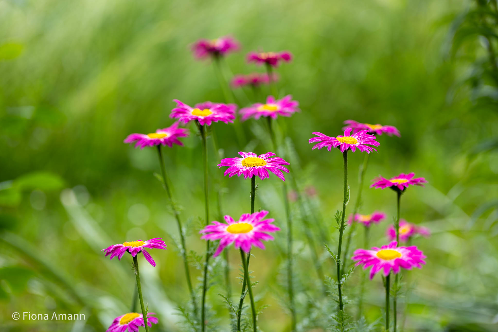 Wo Blumenbilder wachsen 30 Bunte Margerite einfach, schick, unübersehbar