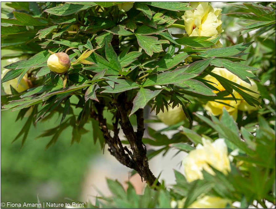 Strauchpfingstrose / Baumpfingstrose ist ein malerisches Gehölz und wird von Jahr zu Jahr schöner