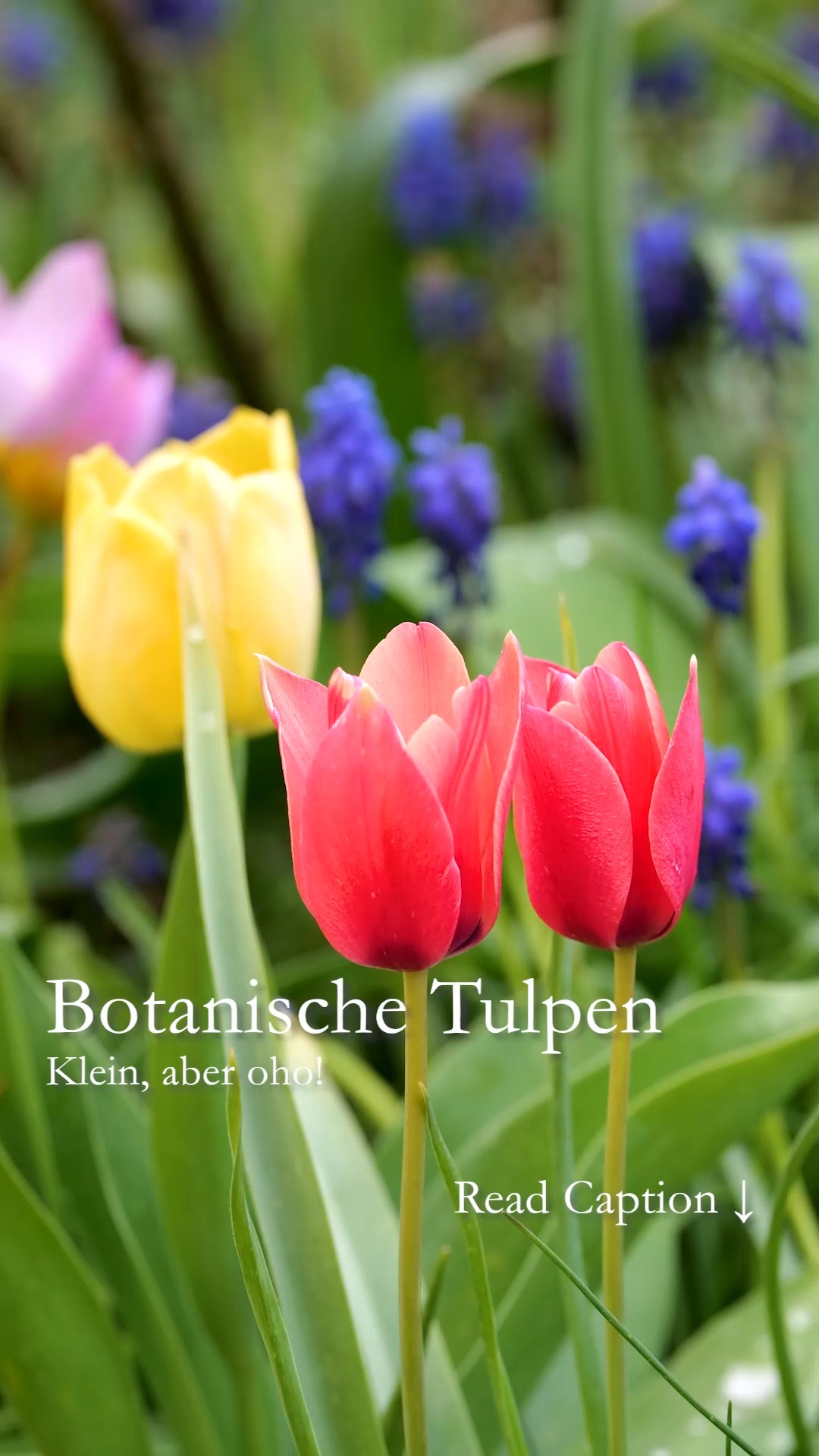 Botanische Tulpen. Klein, aber oho!

Botanische Tulpen / Wildtulpen wirken zart, dabei sind sie so stark. Sie blühen jedes Jahr aufs Neue, solange ihr Standort stimmt. Sie lieben heiße, trockene Sommer und gehören damit zu den Gewinnern des Klimawandels.

+ Botanische Tulpen verwildern, wenn man sie lässt. Dazu nach der Blüte einfach stehen und in Ruhe welken lassen. 
+ Ersten Sorten blühen bereits im Spätwinter zusammen mit Schneeglöckchen. Späte Sorten blühen noch Anfang Mai.
+ Wildtulpen sind begehrte Futterquellen für Wildbienen.
+ Einmal am richtigen Standort gepflanzt brauchen sie keinerlei Pflege mehr. 
+ Standort sonnig, gut drainierter Boden, bei dem Wasser sofort abfließen kann.
+ Setzten Sie die Zwiebeln in Tuffs, damit die zarten Geschöpfe nicht zwischen größeren Frühblühern untergehen.
+ Düngen und gießen ist nicht nötig.
+ Pflanzzeit ab Oktober, wenn der Boden schon unter 8 Grad abgekühlt ist.
+ Gute Blumenzwiebelhändler haben viele Sorten im Angebot. 
+ Bestellen Sie Ihre Lieblingssorte(n) am besten direkt bei Züchtern in den Niederlanden, für mehr Vielfalt im Garten. 

Im Blog: Wildtulpen, meine 8 schönsten botanischen Tulpen in Wort und Bild
https://www.wo-blumenbilder-wachsen.de/wildtulpen-standort-pflege/

Kurzlink: https://www.insbeet.de/Wildtulpen

Weitere Lieblingsblumen und Gartentipps: Folgen Sie @MyNaturetoprint und speichern Sie diesen Post

#wildtulpen #tulpen #tulips #botanisch #wild #naturgarten #gartenwissen #lieblingsblumen #lebenmitblumen #blumengarten #frühlingsgarten #frühling #geophyten #gartenblog #gartengestaltung #bienen #landhausgarten #gartentipps #blumenmachenglücklich #gartenblogger #gartensaison #gartenfragen #pflanzenliebe #naturimgarten #garten #wildblumen #omsystemde #nachhaltigesgärtnern #wildbienen
