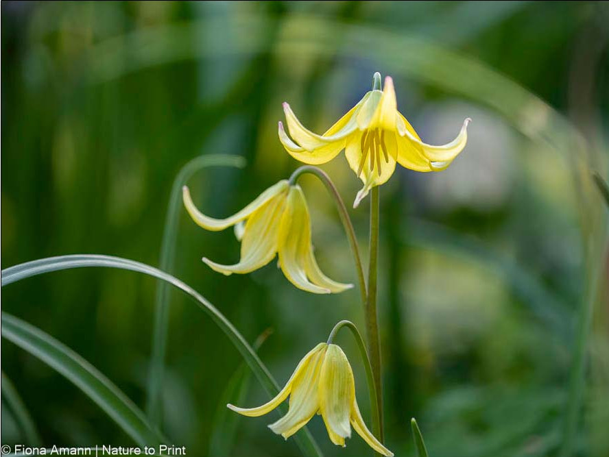 Hundszahn, Forellenlilie im Frühlingsgarten