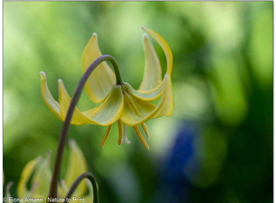 NIckende Blüten, die an asiatische Pagoden erinnern und später an Türkenbund