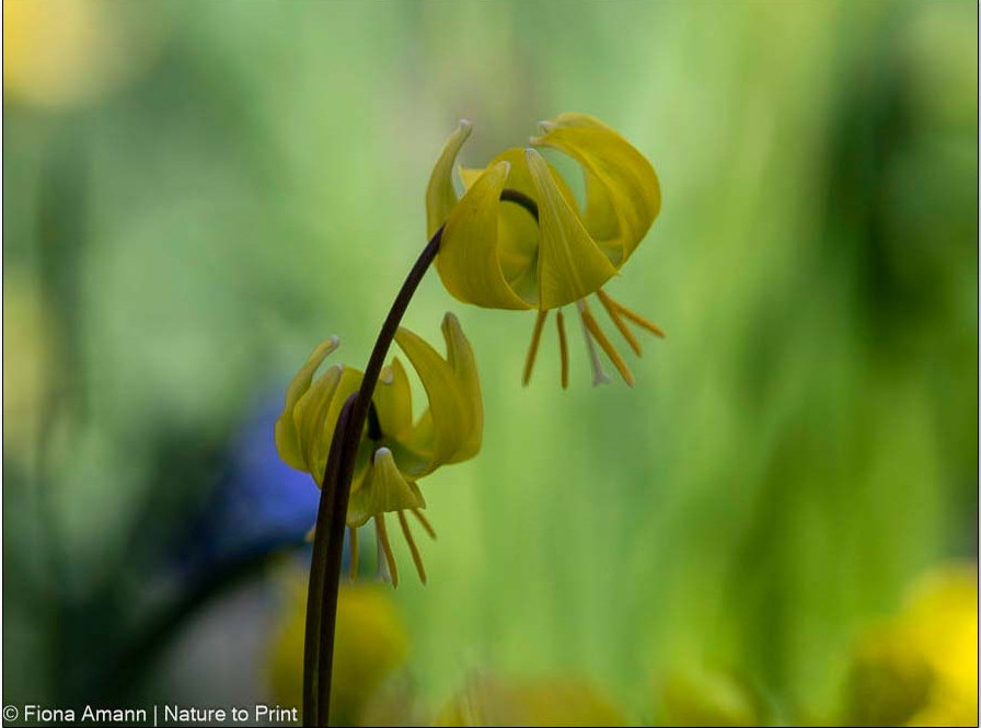 Die Blüten der Forellenlilie erinnern an den Türkenbund, eine heimische Lilie. Die nickenden Blüten der Forellenlilie erinnern an eine Türkenbundlilie.