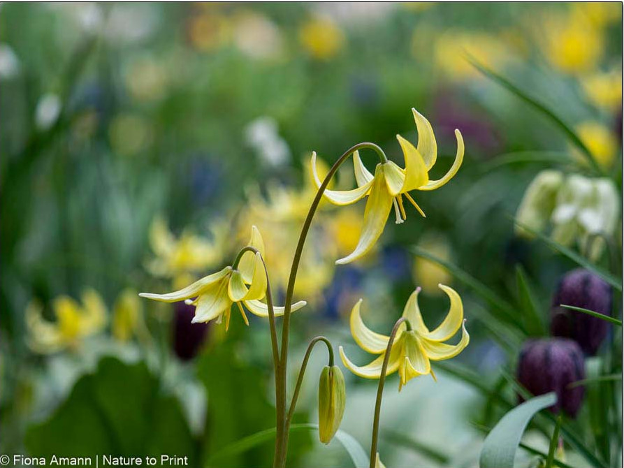 Gelber Hundszahn, Forellenlilie, im Frühlingsgarten Gelber Hundszahn, Forellenlilie, im Frühlingsgarten