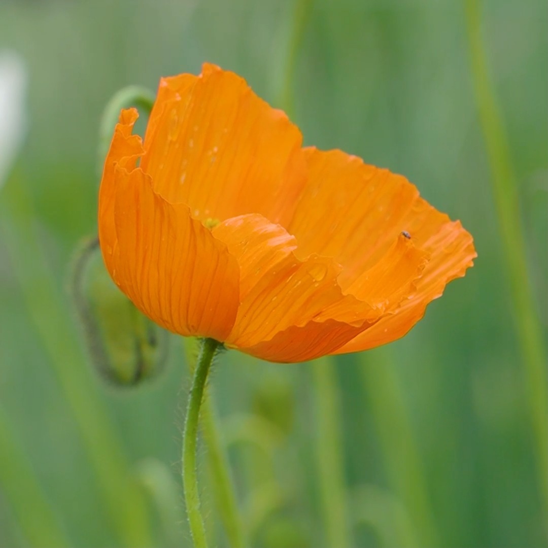40 pflegeleichte Dauerblüher für Beet und Balkon

Jeder will pflegeleichte Dauerblüher, doch nur wer ihre Ansprüche kennt und erfüllt, bekommt auch die gewünschte Blütenpracht bis zum Frost. Mit der Auswahl der besten und genügsamsten Sommerblumen und Stauden für Beet und Balkon fängt die Freude im Garten so richtig an.

Mit dabei
+ Bidens
+ Der Blaue Paul
+ Fächerblume
+ Elfenspiegel
+ Kongolieschen
+ Super-Sonnenblume
+ Dahlien
+ Kokardenblumen
+ Prachtkerze
+ Duftsteinrich
+ Fetthennen

und viele mehr

Im Blog: 40 pflegeleichte Dauerblüher und Superstauden für Beet & Balkon
https://www.wo-blumenbilder-wachsen.de/pflegeleichte-dauerblueher-garten/

Kurz: https://www.insbeet.de/Pflegeleichte_Dauerblueher

#gartentipps #garten #gartenwissen #gartenliebe #lebenmitblumen #gartengestaltung #pflanzen #pflanzenliebe #Balkon #blumen #blumengarten #blumenbeet #blumenwissen #stauden #staudengarten #staudenbeet #gartenvideo #omsystemde