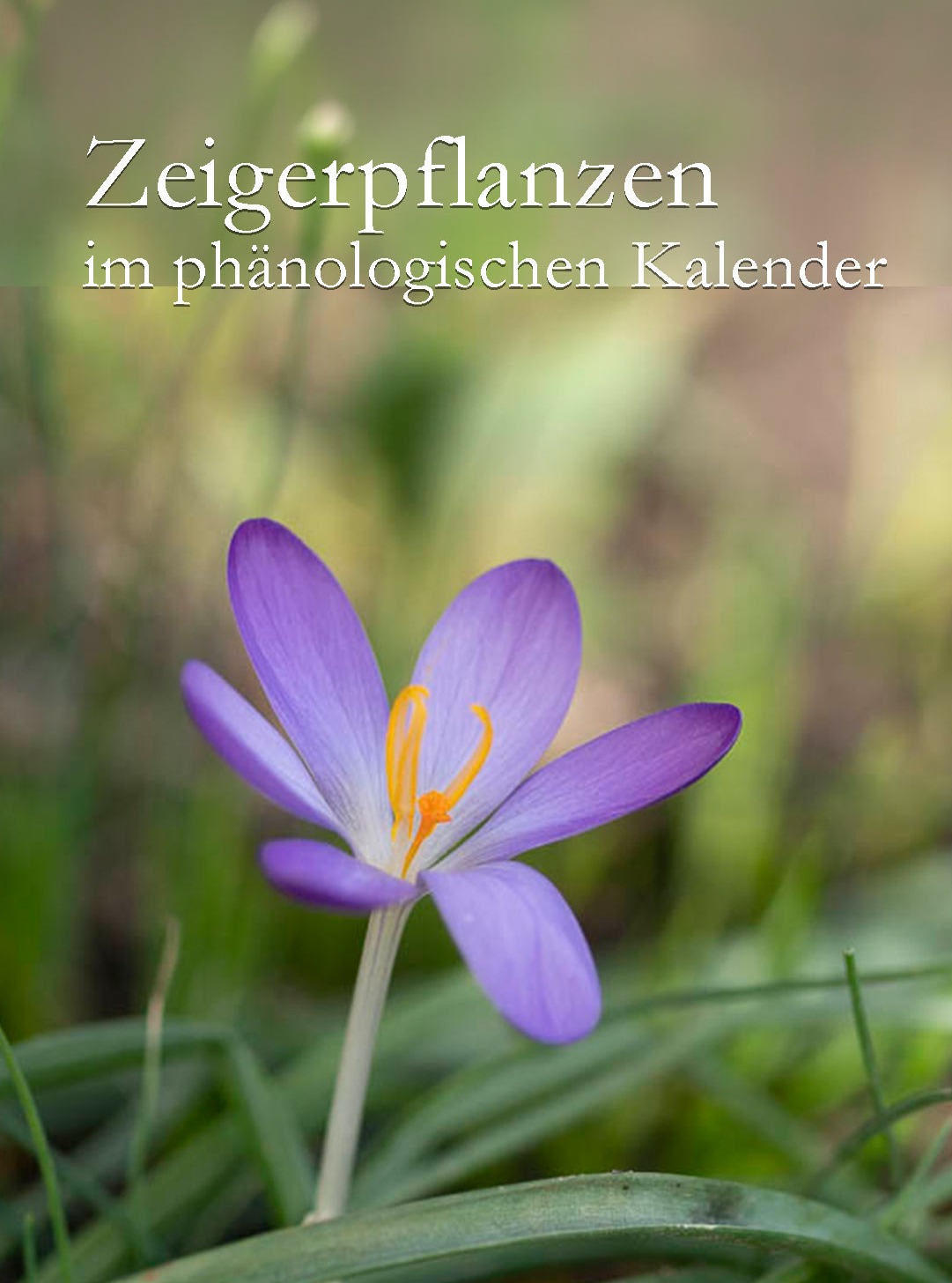 Frühlingserwachen

was haben Winterlinge, Schneeglöckchen und Krokusse gemeinsam? 

Ja, sie sind Frühblüher. Darüber hinaus sind sie jedoch auch Zeigerpflanzen im Phänonlogischen Kalender. Sie zeigen den phänologischen Vorfrühling an.

Warum ist das wichtig?

Der phänologische Kalender kennt nicht nur einen einzigen Frühling, sondern unterscheidet zwischen Vorfrühling, Erstfrühling und Vollfrühling. Landwirte und Gärtnern richten viele Arbeiten nach diesen Zeigerpflanzen aus. Rosen sollte man beispielsweise erst schneiden, wenn die Forsythien blühen - aus guten Gründen.

An dieser Stelle geht es um die ersten hübschen Frühblüher, die bereits im Vorfrühling den Garten in einen ersten Rausch der Farben versetzen. Machen Sie sich bereit für den Frühling. Los geht's ...

Im Blog:
Zeigerpflanzen im Vorfrühling?
https://www.wo-blumenbilder-wachsen.de/vorfruehling-zeigerpflanzen/

Inspiration: Frühlingsbilder
https://www.nature-to-print.de/blumen/fruehlingsblumen/bilder.php

#frühlingsgarten #garten #frühling #frühlingsboten #gartentipps #gartenwissen #düngen #gartenarbeit #gartenliebe #gartentipp #gärtnern #gartengestaltung #dünger #meingarten #gartensaison #gartenglück #anzucht #saatgut #pflanzenpflege #gartenfragen #frühlingsblumen #frühlingserwachen #gartenlust #pflanzenwissen #blumengarten #imgarten #kleingarten #pflanzenliebe #schönergarten #pflanzen