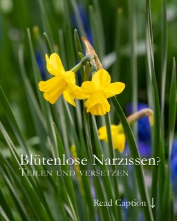 Osterglocken / Narzissen blühen nicht? 

Warum blühen manche Osterglocken nicht, obwohl ihre Blätter fit und gesund aussehen?

Wenn Tochterzwiebeln ihrer Mutter die Kraft zum Blühen rauben, ist es Zeit, sie voneinander zu trennen. Also ran an den Spaten, Zwiebeln ausgraben und sich auf Blütenpracht im nächsten Jahr freuen.

Weitere kurze Gartentipps + Video Osterglocken heute im Blog:
https://www.wo-blumenbilder-wachsen.de/bluetenlose-narzissen/

Kurz: https://www.insbeet.de/Narzissenliebe

Blumenbilder Osterglocken
http://www.insbeet.de/Narzissen

#narzissen #osterglocken #ostern #frühling #frühlingsgarten #blumenzwiebeln #herbst #garten #gartentipps #gartenwissen #lebenmitblumen #gartentipp #gärtnern #herbstgarten #gartenplanung #blumen #staudengarten #kleingarten #gartenarbeit #bienenfreundlich #blumenmachenglücklich #pflanzenpflege #frühlingsblumen #gelb #gartenblog #gartenfragen #blumengarten #naturgarten #ziergarten #gartenblogger