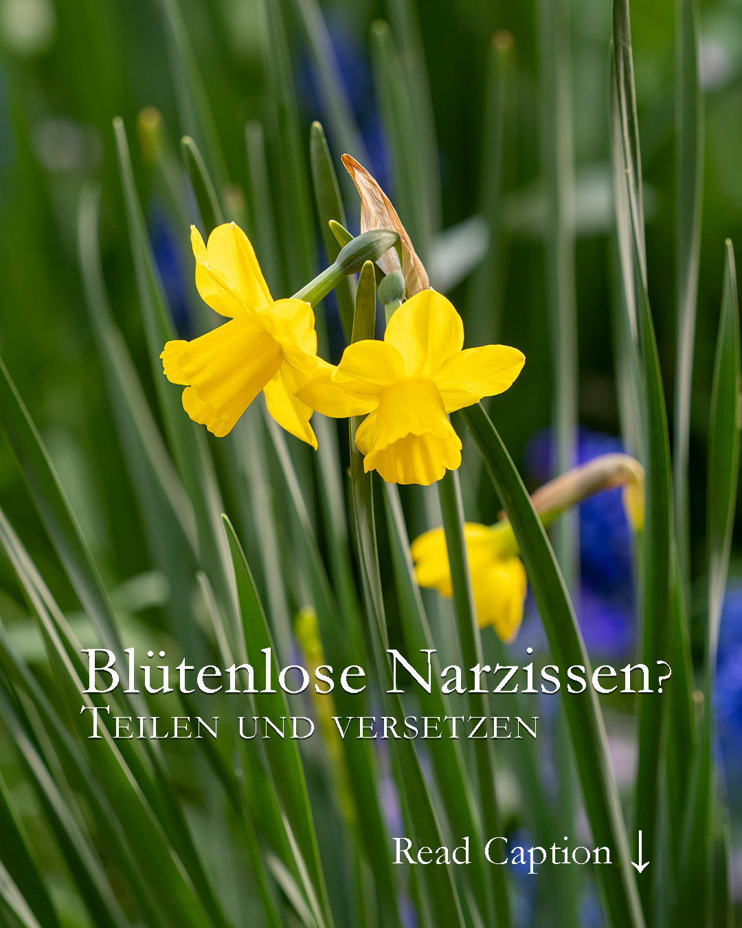Osterglocken / Narzissen blühen nicht? 

Warum blühen manche Osterglocken nicht, obwohl ihre Blätter fit und gesund aussehen?

Wenn Tochterzwiebeln ihrer Mutter die Kraft zum Blühen rauben, ist es Zeit, sie voneinander zu trennen. Also ran an den Spaten, Zwiebeln ausgraben und sich auf Blütenpracht im nächsten Jahr freuen.

Weitere kurze Gartentipps + Video Osterglocken heute im Blog:
https://www.wo-blumenbilder-wachsen.de/bluetenlose-narzissen/

Kurz: https://www.insbeet.de/Narzissenliebe

Blumenbilder Osterglocken
http://www.insbeet.de/Narzissen

#narzissen #osterglocken #ostern #frühling #frühlingsgarten #blumenzwiebeln #herbst #garten #gartentipps #gartenwissen #lebenmitblumen #gartentipp #gärtnern #herbstgarten #gartenplanung #blumen #staudengarten #kleingarten #gartenarbeit #bienenfreundlich #blumenmachenglücklich #pflanzenpflege #frühlingsblumen #gelb #gartenblog #gartenfragen #blumengarten #naturgarten #ziergarten #gartenblogger