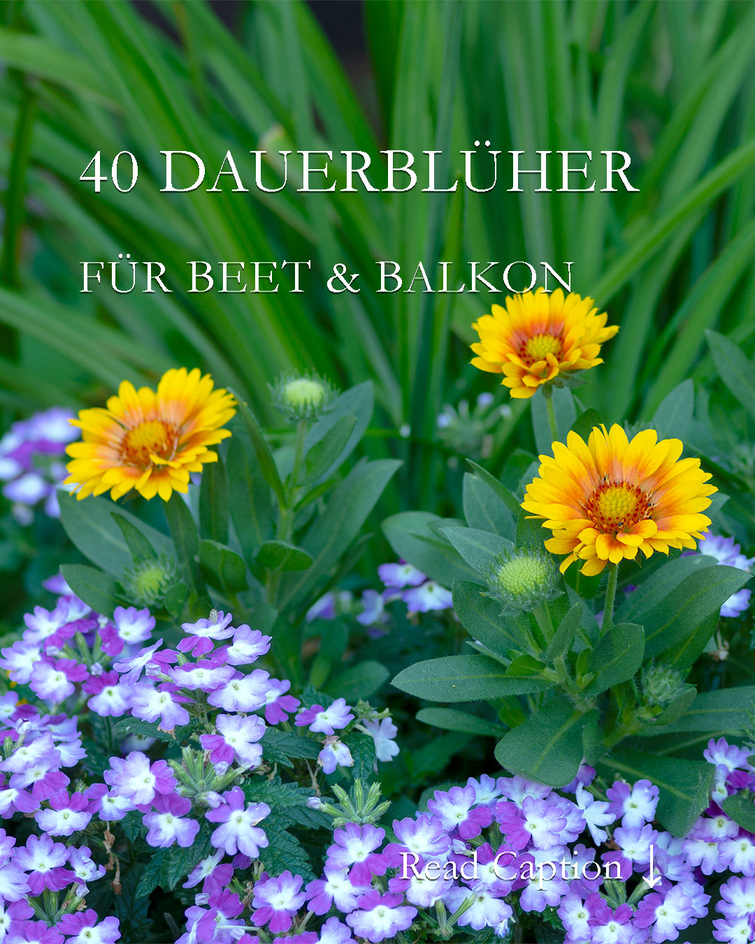 40 pflegeleichte Dauerblüher für Beet und Balkon
Jeder will pflegeleichte Dauerblüher, doch nur wer ihre Ansprüche kennt und erfüllt, bekommt auch die gewünschte Blütenpracht bis zum Frost. Mit der Auswahl der besten und genügsamsten Sommerblumen und Stauden fängt die Freude im Garten so richtig an.
Mit dabei
+ Bidens
+ Begonien
+ Dahlien
+ Der Blaue Paul
+ Fächerblume
+ Elfenspiegel
+ Fleißiges Lieschen
+ Fuchsien
+ Kongolieschen
+ Kosmea, Schmuckkörbchen
+ Super-Sonnenblume
+ Kokardenblumen
+ Löwenmäulchen
+ Staudenwicken
+ Verbenen
+ Perlagonien 
+ Prachtkerze, Gaura
+ Duftsteinrich
+ Fetthennen
+ Tagetes
+ Schwarzäugige Susanne
+ Glockenrebe
+ Katzenminze
+ Trichterwinde
+ Zinnien
und viele mehr
Im Blog: 40 pflegeleichte Dauerblüher für Beet & Balkon
https://www.wo-blumenbilder-wachsen.de/pflegeleichte-dauerblueher-garten/
Kurz: https://www.insbeet.de/Pflegeleichte_Dauerblueher
#gartentipps #garten #gartenwissen #gartenliebe #lebenmitblumen #gartengestaltung #pflanzen #pflanzenliebe #pflegeleicht #pflanzenfreude #blumen #blumengarten #blumenbeet #blumenwissen #bienenweide #blüht #stauden #staudengarten #staudenbeet