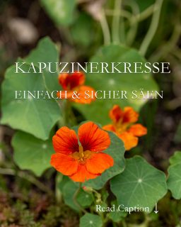 Jetzt Kapuzinerkresse säen

Kapuzinerkresse, bot. Tropaeolum, ist eine beliebte und überaus dankbare Sommerblume. Die Naturmedizin verwendet sie als Heilpflanze, Gärtner freuen sich über ihre Wirkung auf Läuse und Ameisen, Feinschmecker lieben ihren würzigen Geschmack und alle zusammen freuen sich auf farbenfrohe Blütenpracht von Mai bis zum Frost. Lauter gute Gründe, Kapuzinerkresse zu säen

+ Ausaat ab April in Töpfen
+ Samen über Nacht einweichen erspart 1 Woche Keimzeit
+ Aussaattemperatur 15-18 Grad
+ Schattig stellen
+ Feucht halten, nicht nass

+ Nach 2-3 Wochen erscheinen die ersten markanten Blättchen
+ Anfangs vor Sonne schützen
+ Entspitzen / pinzieren, dann wächst die Pflanze buschiger
+ Abhärten
+ Auspflanzen nach den Eisheiligen, nicht früher!

Standort: Sonnig bis halbschattig
Pflege: Verblühtes abschneiden oder jungen Samen laufend ernten zum Einlegen (Falsche Kapern) oder Trocknen.

Weitere Tipps und Tricks im Blog: Kapuzinerkresse, schön, scharf, gesund und überaus nützlich
https://www.wo-blumenbilder-wachsen.de/kapuzinerkresse-tropaeolum/

Kurzlink: https://www.insbeet.de/Kapuziner

#heilkräuter #gesund #lecker #gewürz #kräuter #sommerblumen #blumengarten #lebenmitblumen #salat #kräuterliebe #rezept #heilpflanzen #blumenmachenglücklich #rezepte #essen #kräutergarten #kochen #vegetarisch #leckerschmecker #gartentipps #gartenwissen #gartenblog #omsystemde #gewürze #eigeneernte #balkonpflanzen #gartenfragen #rezeptideen #kleingarten