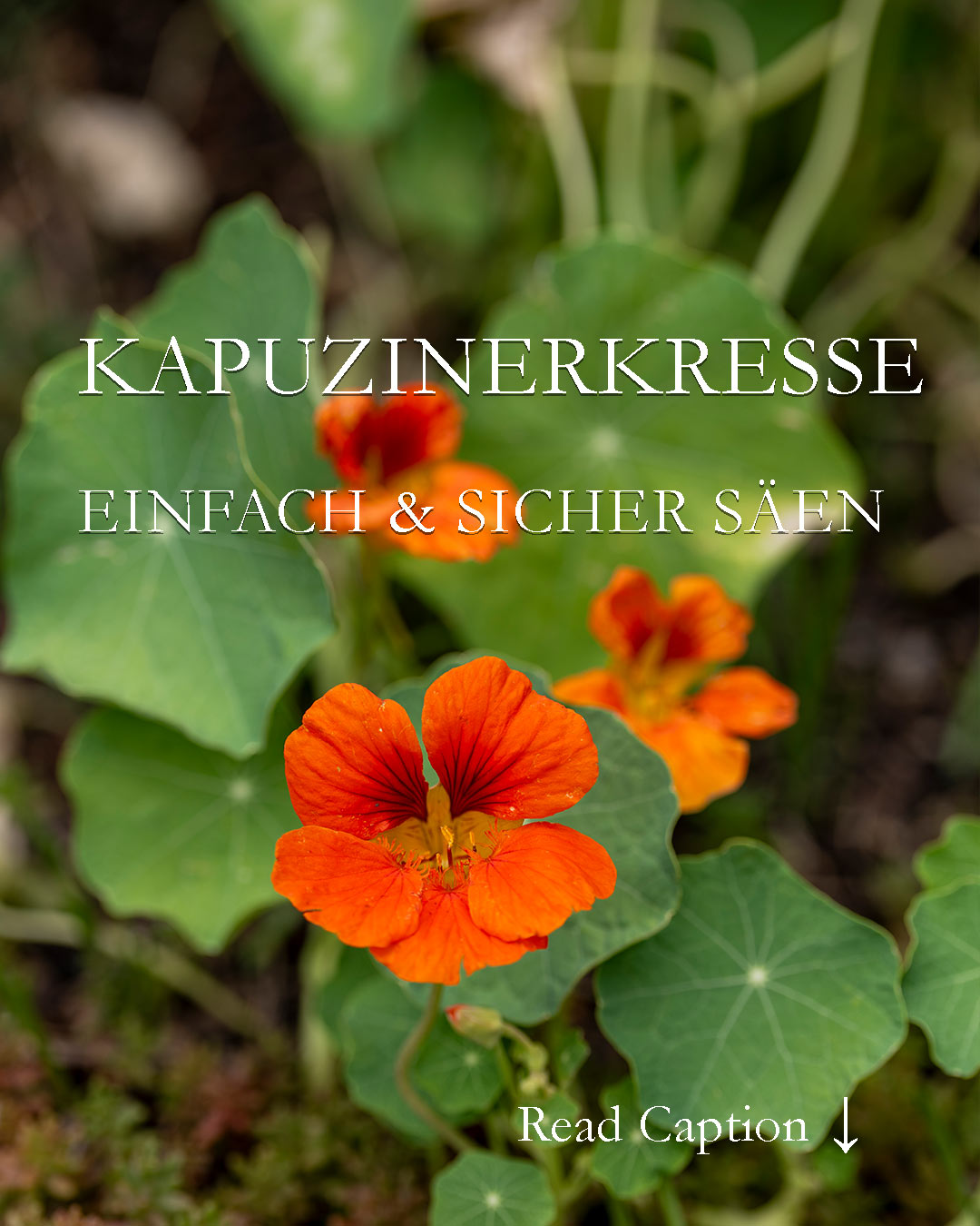 Jetzt Kapuzinerkresse säen
Kapuzinerkresse, bot. Tropaeolum, ist eine beliebte und überaus dankbare Sommerblume. Die Naturmedizin verwendet sie als Heilpflanze, Gärtner freuen sich über ihre Wirkung auf Läuse und Ameisen, Feinschmecker lieben ihren würzigen Geschmack und alle zusammen freuen sich auf farbenfrohe Blütenpracht von Mai bis zum Frost. Lauter gute Gründe, Kapuzinerkresse zu säen
+ Ausaat ab April in Töpfen
+ Samen über Nacht einweichen erspart 1 Woche Keimzeit
+ Aussaattemperatur 15-18 Grad
+ Schattig stellen
+ Feucht halten, nicht nass
+ Nach 2-3 Wochen erscheinen die ersten markanten Blättchen
+ Anfangs vor Sonne schützen
+ Entspitzen / pinzieren, dann wächst die Pflanze buschiger
+ Abhärten
+ Auspflanzen nach den Eisheiligen, nicht früher!
Standort: Sonnig bis halbschattig
Pflege: Verblühtes abschneiden oder jungen Samen laufend ernten zum Einlegen (Falsche Kapern) oder Trocknen.
Weitere Tipps und Tricks im Blog: Kapuzinerkresse, schön, scharf, gesund und überaus nützlich
https://www.wo-blumenbilder-wachsen.de/kapuzinerkresse-tropaeolum/
Kurzlink: https://www.insbeet.de/Kapuziner
#heilkräuter #gesund #lecker #gewürz #kräuter #sommerblumen #blumengarten #lebenmitblumen #salat #kräuterliebe #rezept #heilpflanzen #blumenmachenglücklich #rezepte #essen #kräutergarten #kochen #vegetarisch #leckerschmecker #gartentipps #gartenwissen #gartenblog #omsystemde #gewürze #eigeneernte #balkonpflanzen #gartenfragen #rezeptideen #kleingarten