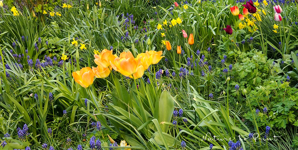 Frühblüher nach der Blüte im Staudenbeet Frühblüher nach der Blüte im Staudenbeet
