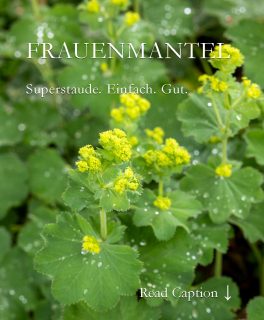 Frauenmantel, Superstaude mit vielen Talenten

+ schluckt welkende Frühblüher
+ hält Unkraut in Schach
+ taucht Rosen in ein romantisches Meer aus zartgrünen Blüten
+ kaschiert kahle Rosenbeine
+ füllt unzählige Vasen

Standort:
+ Halbschatten
+ Baumscheiben
+ Beetränder

Pflege:
+ Etwas Bio-Staudendünger im März
+ Nach der Blüte bodentief abschneiden
+ Danach ggf. noch einmal düngen

Vermehren:
+ Wurzelstock ausgraben und einfach teilen
+ Selbstaussaat ist möglich, wenn man den Samenstand nicht rechtzeitig schneidet

Das Beste: Schnecken lassen Frauenmantel komplett in Ruhe. Sie gehört zu den schneckenresistenten Pflanzen

Im Blog: Frauenmantel pflanzen, pflegen, vermehren, Sorten und ihre Unterschiede 
https://www.wo-blumenbilder-wachsen.de/frauenmantel/

Kurz: https://www.insbeet.de/Frauenmantel

#alchemilla #frauenmantel #staudengarten #staudenbeet #stauden #perennials #gartengestaltung #gartenwissen #gartentipps #gartenblogger #gartenwissen #gartenglück #pflanzen #pflanzenliebe #meingarten #meinschönergarten #lebenmitblumen #lebenmitblumen #garten #gartenblog #gartenliebe #grünerdaumen #pflanzenfreude #omsystemde #naturgarten #einfachgärtnern