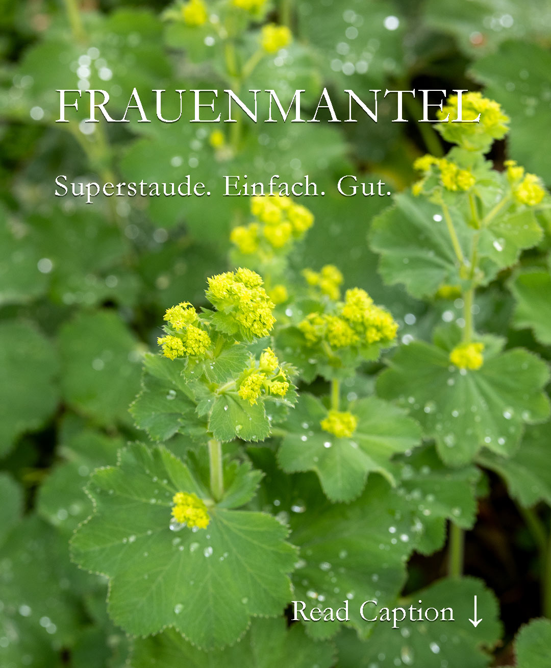Frauenmantel, Superstaude mit vielen Talenten

+ schluckt welkende Frühblüher
+ hält Unkraut in Schach
+ taucht Rosen in ein romantisches Meer aus zartgrünen Blüten
+ kaschiert kahle Rosenbeine
+ füllt unzählige Vasen

Standort:
+ Halbschatten
+ Baumscheiben
+ Beetränder

Pflege:
+ Etwas Bio-Staudendünger im März
+ Nach der Blüte bodentief abschneiden
+ Danach ggf. noch einmal düngen

Vermehren:
+ Wurzelstock ausgraben und einfach teilen
+ Selbstaussaat ist möglich, wenn man den Samenstand nicht rechtzeitig schneidet

Das Beste: Schnecken lassen Frauenmantel komplett in Ruhe. Sie gehört zu den schneckenresistenten Pflanzen

Im Blog: Frauenmantel pflanzen, pflegen, vermehren, Sorten und ihre Unterschiede 
https://www.wo-blumenbilder-wachsen.de/frauenmantel/

Kurz: https://www.insbeet.de/Frauenmantel

#alchemilla #frauenmantel #staudengarten #staudenbeet #stauden #perennials #gartengestaltung #gartenwissen #gartentipps #gartenblogger #gartenwissen #gartenglück #pflanzen #pflanzenliebe #meingarten #meinschönergarten #lebenmitblumen #lebenmitblumen #garten #gartenblog #gartenliebe #grünerdaumen #pflanzenfreude #omsystemde #naturgarten #einfachgärtnern