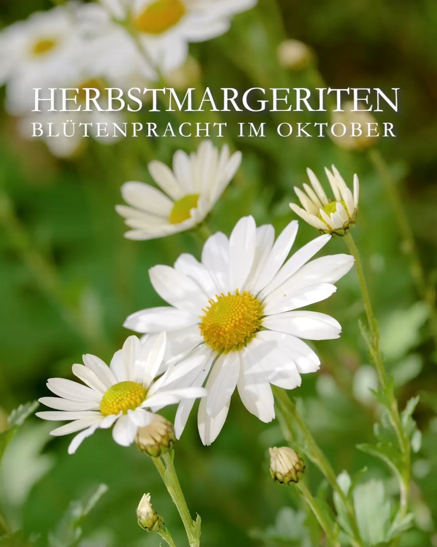 Geliebte Herbstmargerite

Wenn man denkt, bald blüht nichts mehr, kommt die schöne Herbstmargeriten daher. Die robusten Staude blühen im Oktober mit weißen, aber auch mit zartrosa oder gelben Er-liebt-mich-er-liebt-mich-nicht-Blüten. Es gibt höhere Sorten und niedrige, die sich gerne über Mauerkronen legen.

Standort und Boden:
+ Sonne bis Halbschatten
+ normaler Gartenboden, gerne auch lehmig
+ wächst auch in Betonsteinsteinen

Blüten: Weiß, Rosa, Gelb
Wuchs: horstig, 20 bis 50 cm Wuchshöhe, je nach Sorte

Pflege:
Herbstmargeriten, bot. Leucanthemella serotina sind absolut pflegleicht. 
+ Bodentiefer Rückschnitt im Frühling
+ Düngen bei Austrieb und Mitte Juni mit Kompost, Bio-Staudendünger, Hornspäne. KEIN Blaukorn!
+ Chelsea-Schnitt im Mai sorgt für Standfestigkeit und buschigen Wuchs

Pflanzpartner: 
späte Astern, Chrysanthemen, Staudensonnenblumen, Dahlien, Rudbeckien, späte Storchschnäbel oder letzte Sommerblumen wie Duftsteinrich, Ringelblumen oder Kapuzinerkresse. 

+++ Bienen und Schmetterlinge fliegen auf die späten Blüten.

Im Blog: Video + viele Fotos. Herbstmargeriten, fröhliche Blüten im Oktober

https://www.wo-blumenbilder-wachsen.de/herbstmargeriten-blueten-oktober/

Kurz: https://www.insbeet.de/herbstmargeriten

#Herbst #Blumen #Garten #Gartenwissen #Gartentipps #Blumenliebe #Pflanzenliebe #Stauden #Bienen #Insekten #Natur #LebenmitBlumen #Weiß #Gartenblog #Staudengarten #lumixphotography