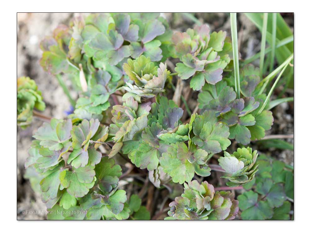 Markante Blattrosette, Austrieb im März Markante Blattrosette einer Akelei