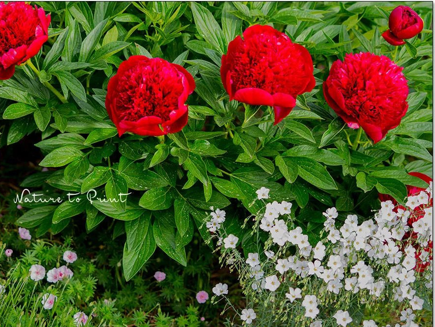 Prächtige rote Pfingstrose mit weißen Staudenlein als Begleiter