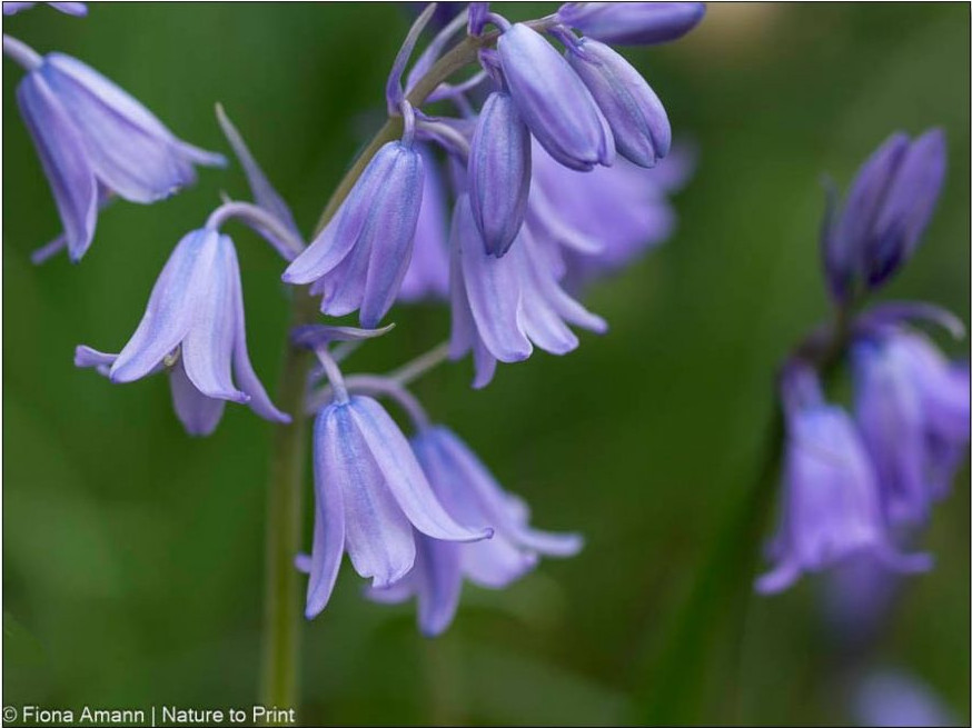Spanisches Hasenglöcken