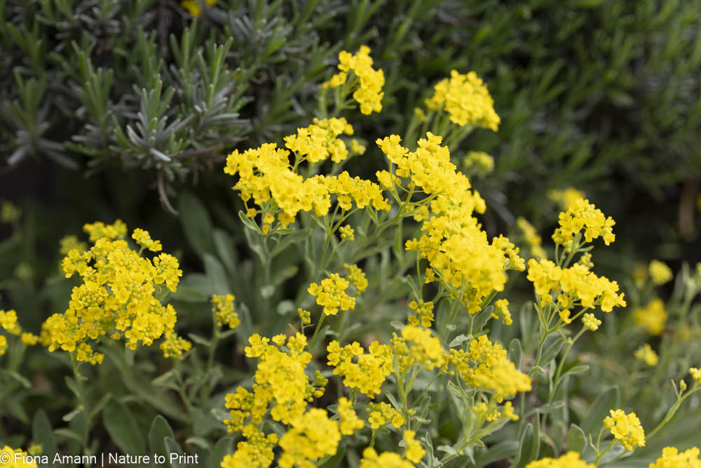 Steinkraut Alyssum Polsterstaude für extreme Standorte Steinkraut Alyssum Polsterstaude für extreme Standorte