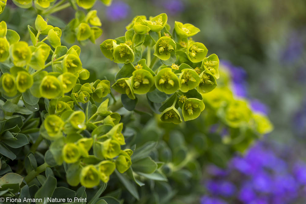 Walzen-Euphorbie, Euphorbia myrsinites Walzen-Euphorbie, Euphorbia myrsinites