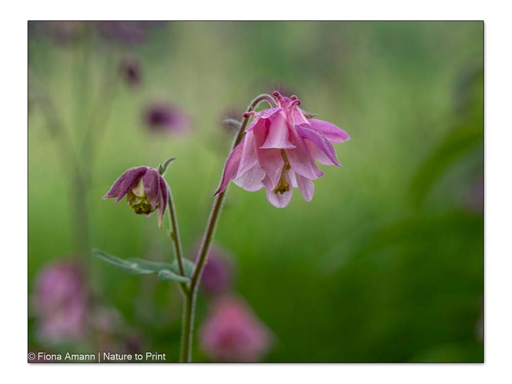 Rosa Aquilegia mit gefüllter Blüte und kurzen Spornen Rosa Akelei mit gefüllter Blüte