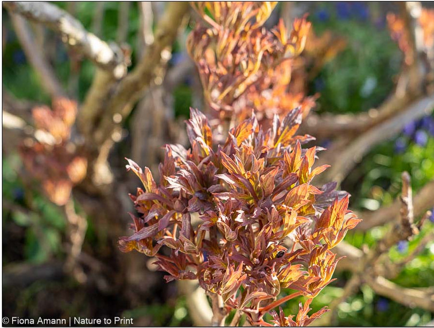 Sehenswerter Austrieb einer Baumpfingstrose im März