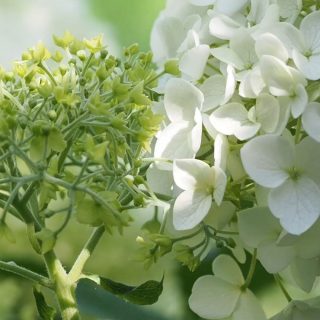 Annabelle versetzen und pflegen 

Jetzt ist ein guter Zeitpunkt, Hortensie Annabelle zu versetzen. Keine Angst, das geht einfach und selbst Spätfröste können der Waldhortensie nicht schaden. Im Frühling treibt Annabelle munter wieder aus.

Im Blog

+ Tipps damit Annabelle nicht mehr umkippt.
+ Harmonische Pflanzpartner im Schattenbeet.
+ Standort und Boden

Im Blog: Annabelle versetzen, pflegen und schön kombinieren

https://www.wo-blumenbilder-wachsen.de/hortensie-annabell-versetzen/

Kurz: https://www.insbeet.de/Annabell_versetzen

#hortensie #hydrangea #hortensien #blumengarten #schattenbeet #annabell #garten #gardening #lebenmitblumen #schattengarten #pflanzenliebe #gartenwissen #gartentipps #iloveplants #instaplant #instagarden #pflanzenfreude #gardenlove #countryliving #landliebe #landgarten #gehölzschnitt #hortensia #gardeninspiration #omsystemde