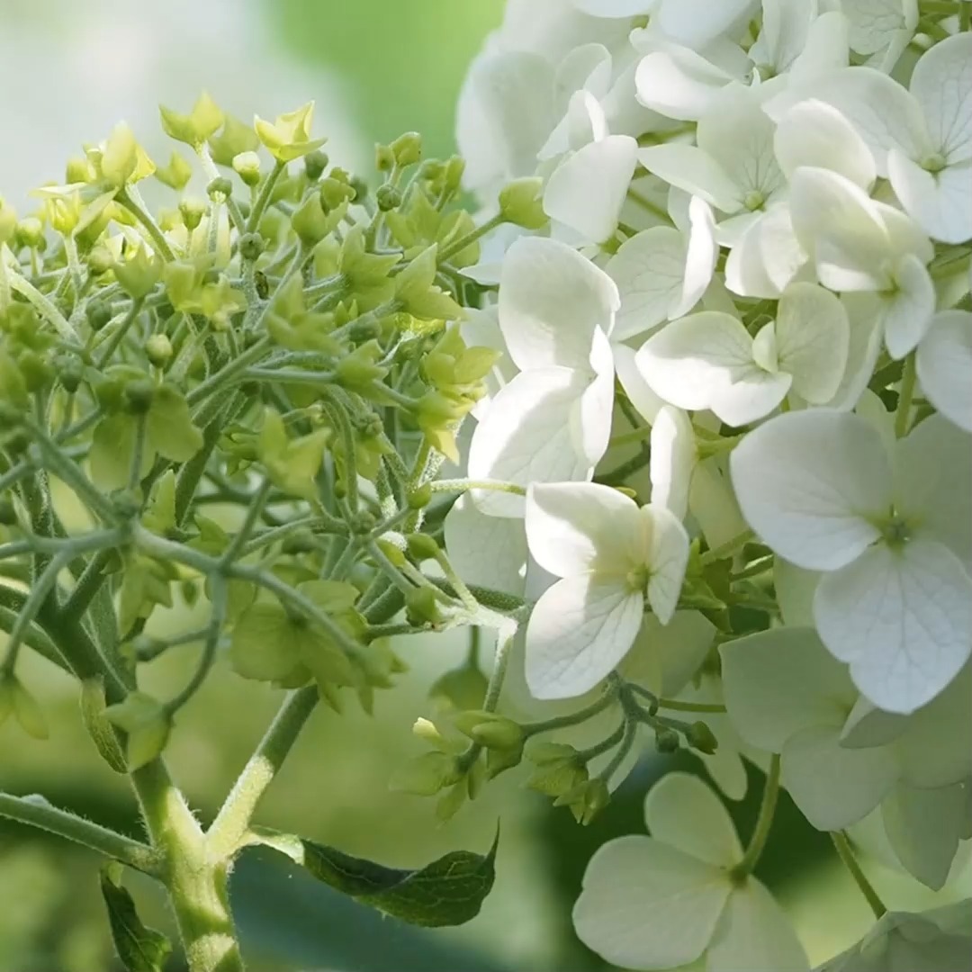 Annabelle versetzen und pflegen 

Jetzt ist ein guter Zeitpunkt, Hortensie Annabelle zu versetzen. Keine Angst, das geht einfach und selbst Spätfröste können der Waldhortensie nicht schaden. Im Frühling treibt Annabelle munter wieder aus.

Im Blog

+ Tipps damit Annabelle nicht mehr umkippt.
+ Harmonische Pflanzpartner im Schattenbeet.
+ Standort und Boden

Im Blog: Annabelle versetzen, pflegen und schön kombinieren

https://www.wo-blumenbilder-wachsen.de/hortensie-annabell-versetzen/

Kurz: https://www.insbeet.de/Annabell_versetzen

#hortensie #hydrangea #hortensien #blumengarten #schattenbeet #annabell #garten #gardening #lebenmitblumen #schattengarten #pflanzenliebe #gartenwissen #gartentipps #iloveplants #instaplant #instagarden #pflanzenfreude #gardenlove #countryliving #landliebe #landgarten #gehölzschnitt #hortensia #gardeninspiration #omsystemde