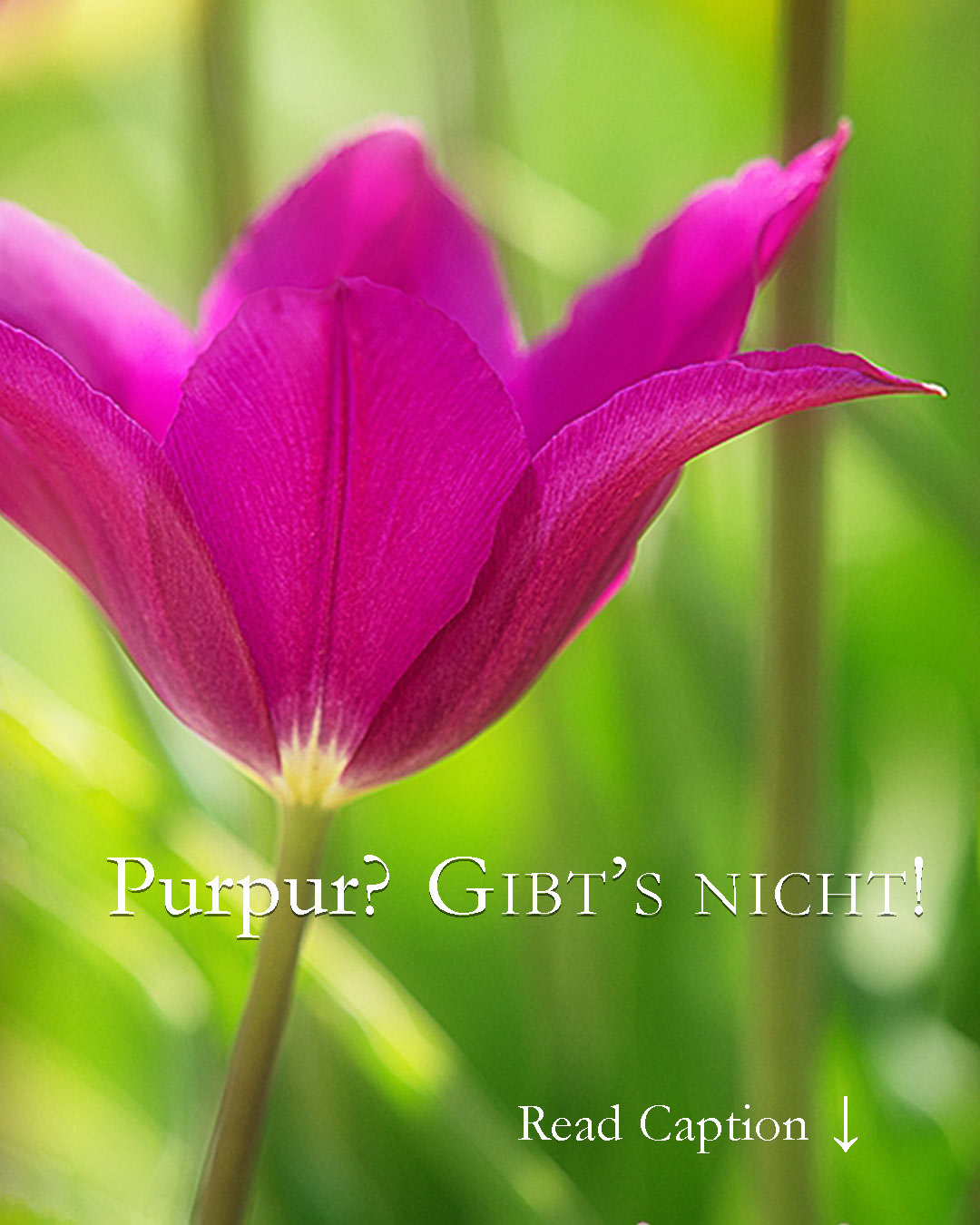 Purpur? Gibt's nicht!

Denn Purpur ist keine fix definierte Farbe, sondern ein fließender Bereich zwischen Rot und Violett, was Tulpen & andere Blumen eindrucksvoll beweisen. Tulpe Purple beherrscht das vielschichtige Farbspektrum aus dem Effeff.

Echtes Purpur ist die teuerste Farbe der Welt. Ein Gramm kostet fast 3000.- €

Wissenswertes über echtes Purpur und Lieblingstulpe Purple Dream

https://www.mein-blumenbild-des-tages.de/purpur/

Kurzlink: http://www.insbeet.de/Purpur

#farben #color #colour #purpur #pink #lila #violett #colors #colorful #colours #farbenspiel #tulpe #tulpen #tulips #frühling #frühlingsgarten #blumen #blumengarten #blumenzwiebeln #zwiebelblumen #bulbs #flowerpower #frühlingsboten #flower #tulip #colourful #blume #amazing #tulpenliebe