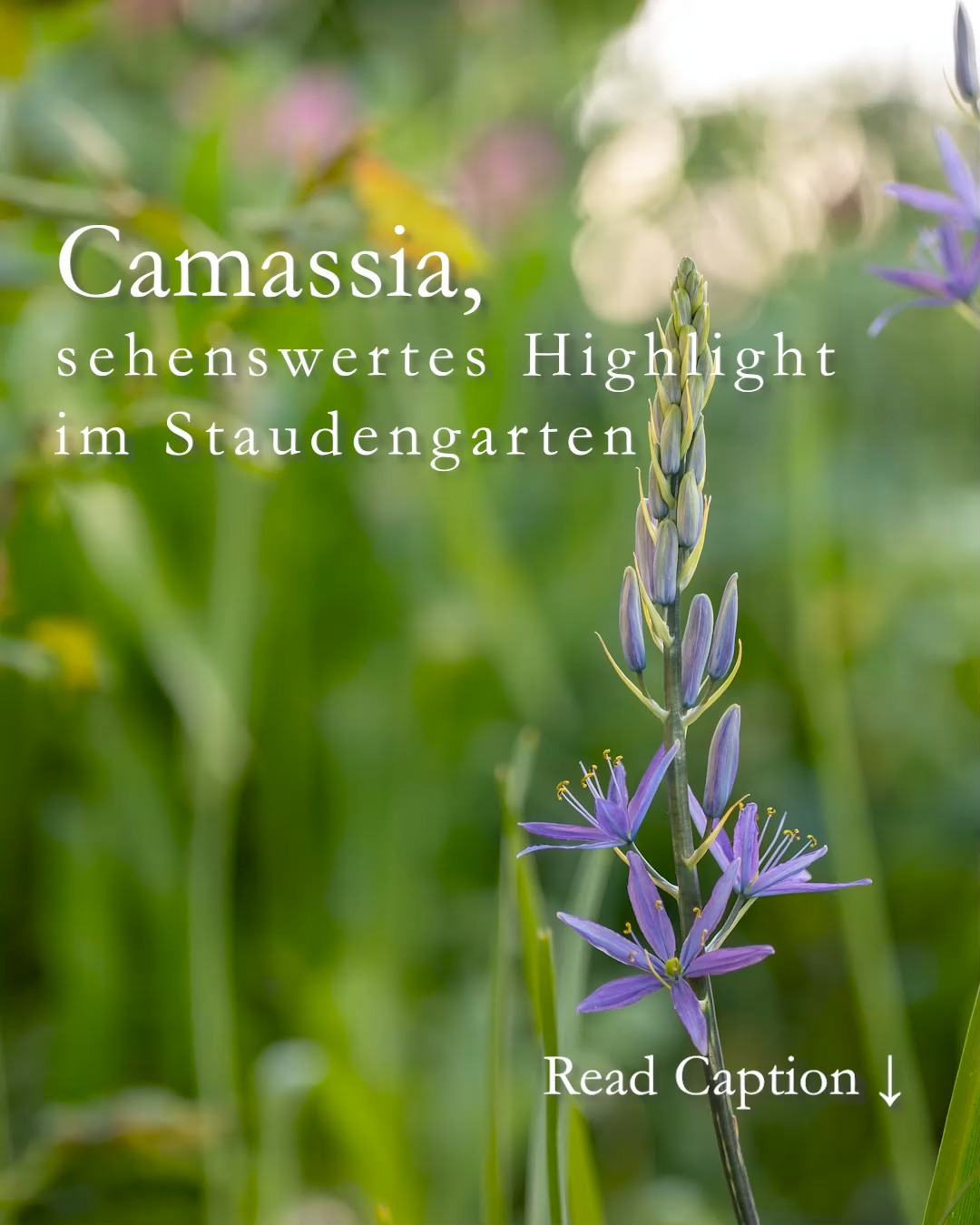 Camassia, botanisch Camassia leichtinii, auch Prärie-Lilie oder Präriekerze stammt ursprünglich aus dem Wilden Westen Nordamerikas und stand bei indigenen Ureinwohnern mit auf dem Speiseplan. Das gilt jedoch nur für die Sorte C. quamash. Gartenfreude pflanzen Camassia jedoch wegen ihrer Schönheit und weil sie wunderbar in ein Frühlingsbeet passt, zusammen mit mehrjährigen späten Tulpen und Narzissen.

Blüte und Blütezeit:
Der gut sortiert Blumenzwiebelhandel führt weiße, rosa, azurblaue und blaue Sorten.
Blütezeit ist ab Mitte April bis Anfang Mai.

Prärie-Lilien aka Präriekerzen sind bei Wildbienen und Hummeln sehr beliebt.

Standort:
Halbschatten, aber auch im Schatten blüht die Prärie-Lilie zuverlässig. In der Sonne verblühen die Geophyten (Zwiebelblumen) zu schnell.

Boden:
Präriekerzen wachsen in jedem guten Gartenboden, er darf auch gerne lehmig sein. Je sandiger der Boden, desto mehr möchte Camassia vom Austrieb bis zur Blüte gegossen werden.

Pflanzen und pflanzen:
+ Pflanzzeit ist im Herbst von September bis November.
+ 15 cm tief, 30 cm Abstand von Zwiebel zur nächsten Zwiebel bzw. zur nächsten Staude. Wenn der Pflanzabstand geringer ist, kommen sich die Pflanzen spätestens nach 2 Jahren in Gehege. Denn Camassia bildet Tochterzwiebeln und bilden rund um die Mutterpflanze sehenswerte Tuffs.
+ Nicht in Reihen pflanzen, sondern einzeln oder in kleinen Tuffs zu dritt zwischen Stauden und Gräser.
+ Schneiden Sie nach der Blüte den Blütenstiel bodennah ab, lassen aber die Blätter stehen, bis sie im Laufe des Sommers von alleine welken. 
Mein Fazit:
Camassia ist ein besonderes Highlight in einem naturnahen Garten. Ihre sehenswerten Kerzenblüten füllen die Lücke zwischen Tulpen und Akeleien und ihre Blätter bleiben lange stabil, so dass sie wie ein breites Gras wirken und ihr langsames Verwelken nicht weiter stört.

Erfahren Sie weitere Details zur schönen Camassia im Gartenblog
https://www.wo-blumenbilder-wachsen.de/camassia-praerie-lilie-praeriekerze/
Kurzlink: https://www.insbeet.de/Camassia