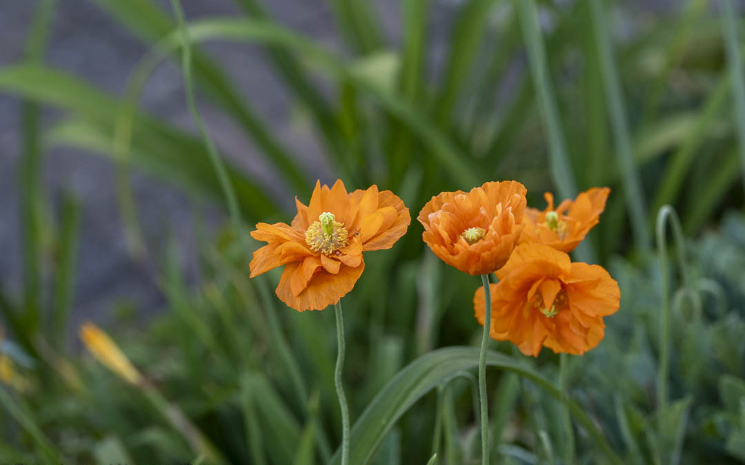 Mohn nach der Blüte. Wie schneiden, säen und pflegen?