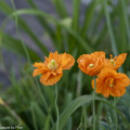 Mohn nach der Blüte. Wie schneiden, säen und pflegen? 6 Mohn nach der Blüte. Wie schneiden, säen und pflegen?