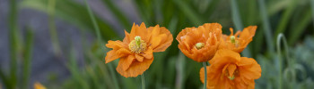 Mohn nach der Blüte. Wie schneiden, säen und pflegen?
