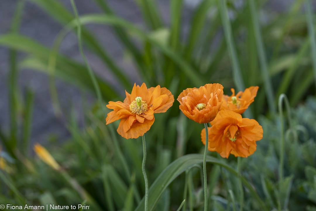 Wo Blumenbilder wachsen 5 Mohn nach der Blüte. Wie schneiden, säen und pflegen?