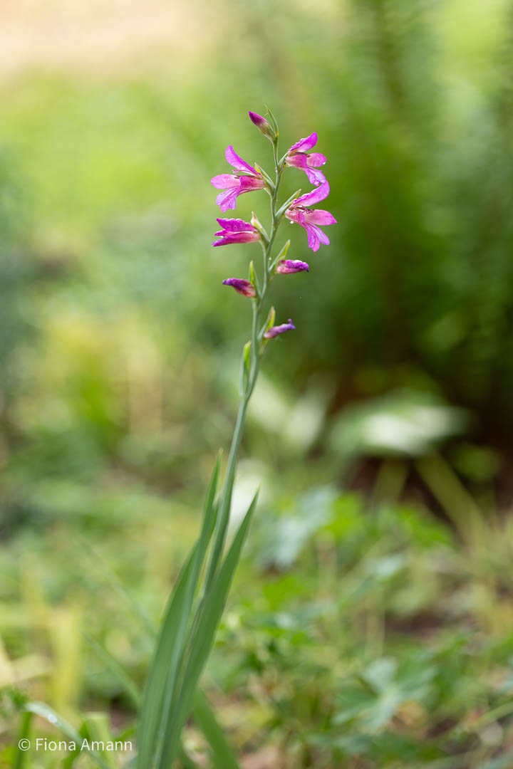 Byzantinische Gladiole, Wilde Siegwurz blüht auch im Halbschatten Byzantinische Gladiole, Wilde Siegwurz blüht auch im Halbschatten