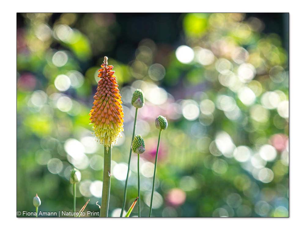 Die Fackellilie, markante Raketenblüten für Sonnenplätze