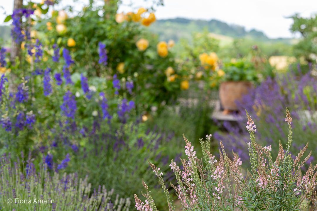 Linaria purpurea, Italienische Leinkraut und Einjähriger Rittersporn am Gartenweg