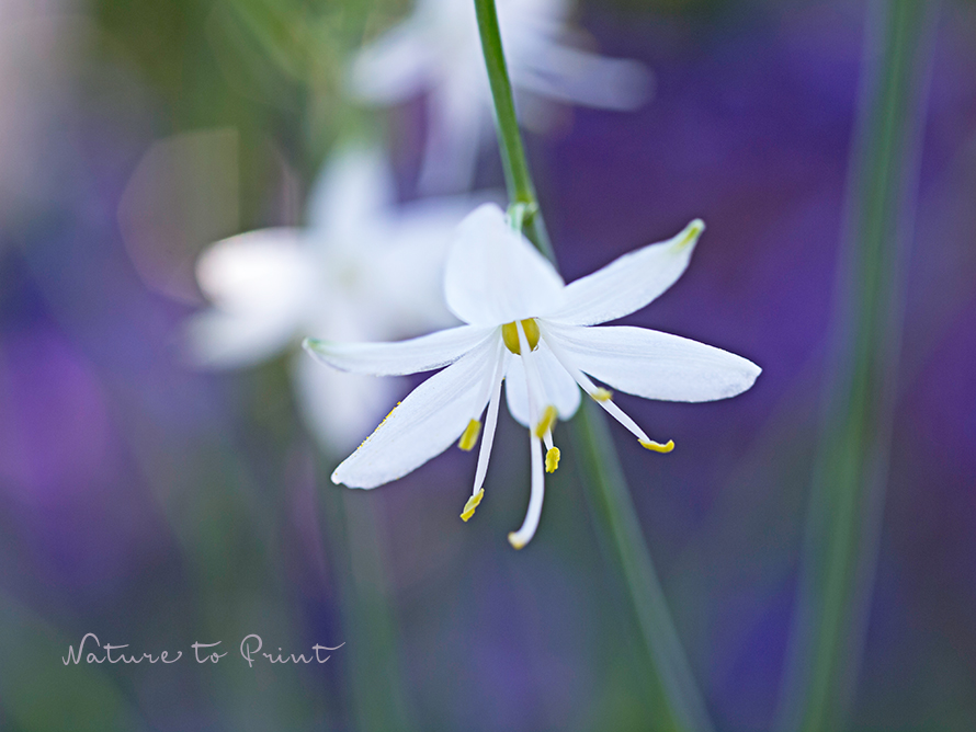 Wo Blumenbilder wachsen 3 Ästige Graslilie, charmante Wildstaude, die es heiß, trocken und sonnig mag.