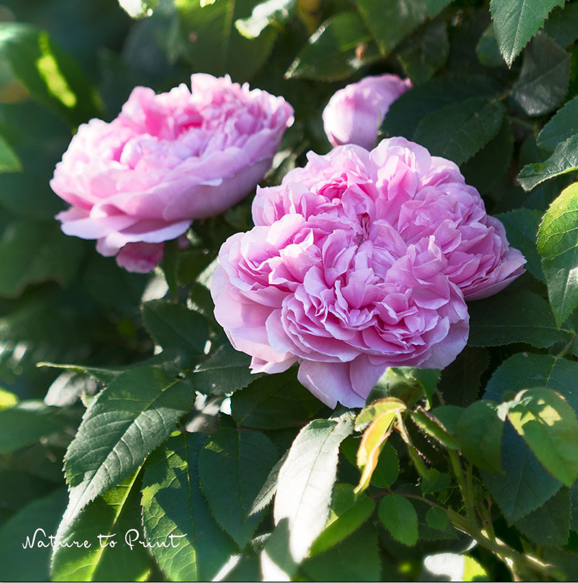 Alte Rose Jaques Cartier ist überaus gesund und leidet nicht unter Rosenkrankheiten Alte Rose Jaques Cartier ist überaus gesund