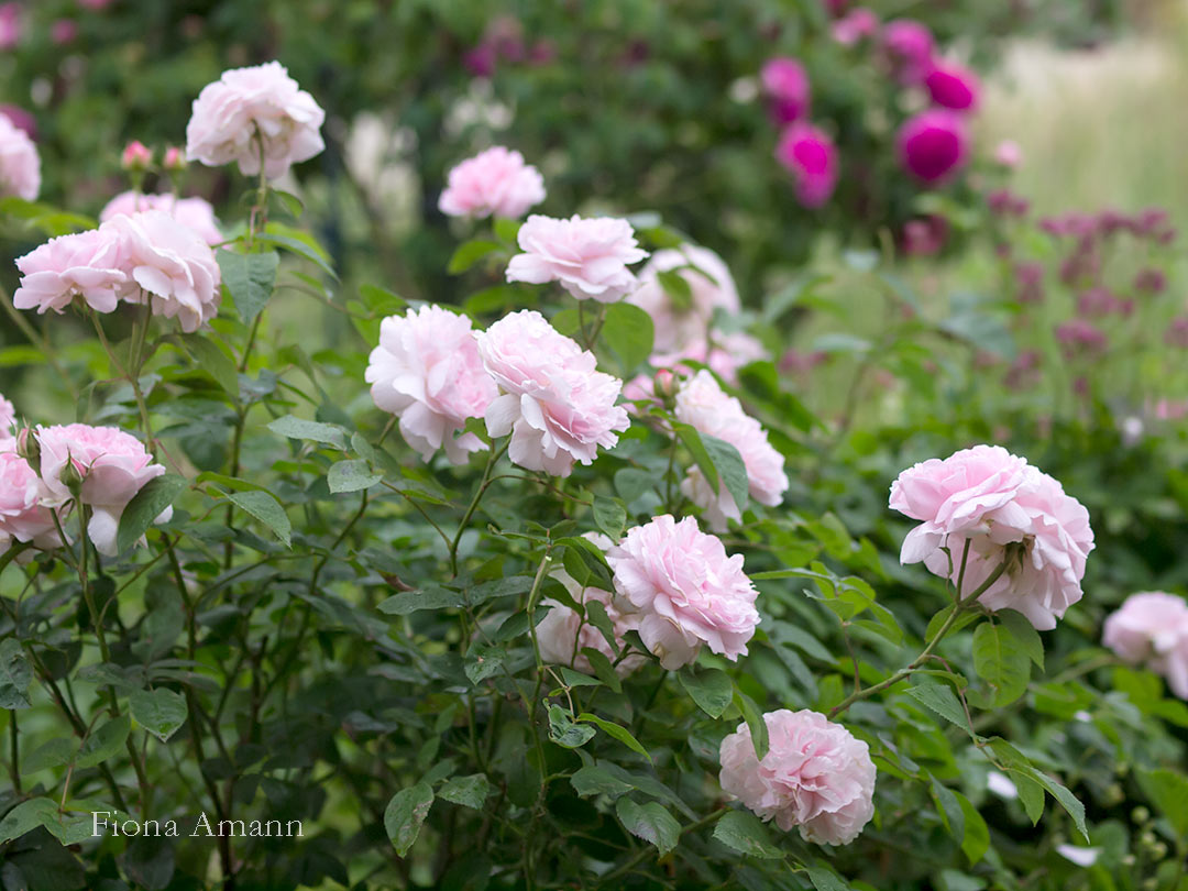 Wo Blumenbilder wachsen 9 Rosenkrankheiten vorbeugen & behandeln. 13 wirksame Maßnahmen